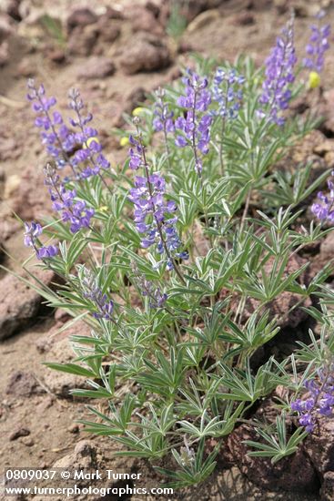 Lupinus arbustus (L. laxiflorus)