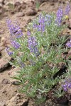 Spurred Lupine
