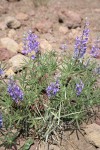 Spurred Lupine