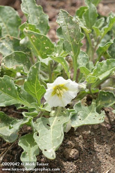 Leucophysalis nana (Chamaesaracha nana)