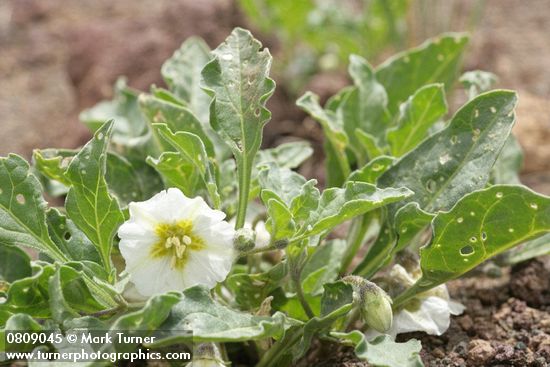 Leucophysalis nana (Chamaesaracha nana)