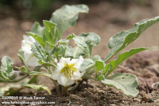 Leucophysalis nana (Chamaesaracha nana)
