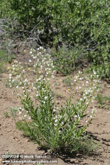 Hackelia californica