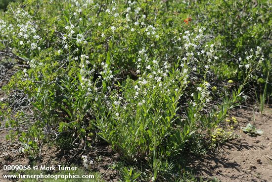 Hackelia californica