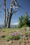 Davidson's Penstemon w/ Mt. Jefferson bkgnd
