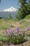 Davidson's Penstemon w/ Mt. Jefferson soft bkgnd