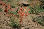Scarlet Gilia