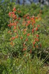 Scarlet Gilia