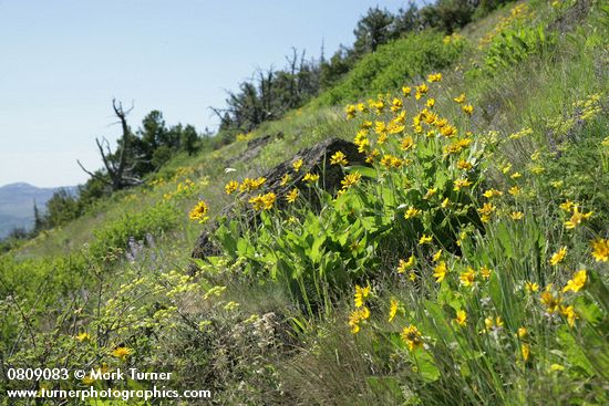 Balsamorhiza sagittata