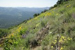 Arrowleaf Balsamroot, Spurred Lupines, Buckwheat in hillside meadow