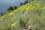 Spurred Lupines, Arrowleaf Balsamroot, Buckwheat in hillside meadow