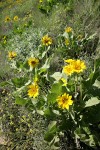 Arrowleaf Balsamroot