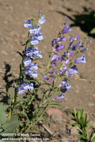 Penstemon speciosus