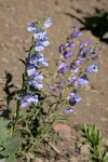 Showy Penstemon