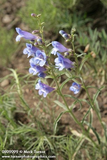 Penstemon speciosus