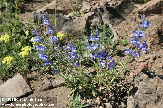 Penstemon speciosus