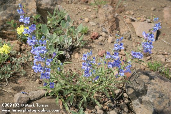 Penstemon speciosus