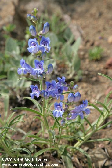 Penstemon speciosus