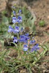 Showy Penstemon