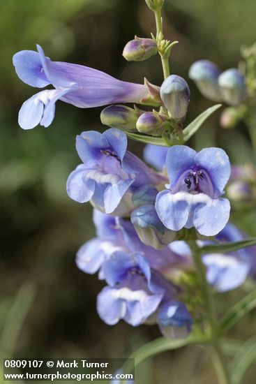 Penstemon speciosus