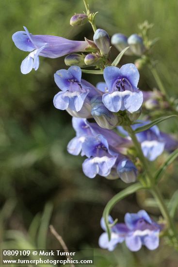 Penstemon speciosus