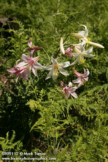 Lilium washingtonianum