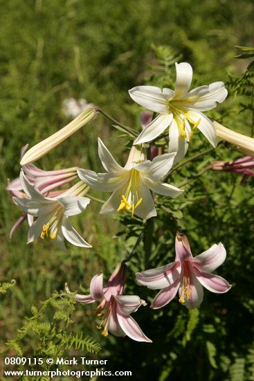 Lilium washingtonianum
