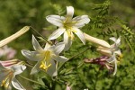 Washington Lily blossoms