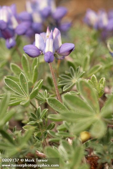 Lupinus lepidus var. lobbii