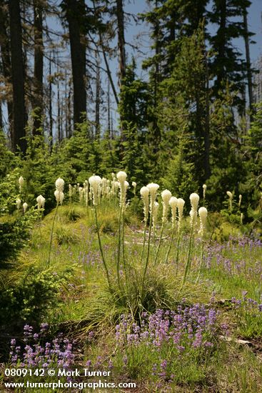 Xerophyllum tenax; Penstemon procerus