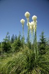 Bear Grass