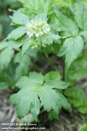 Hydrophyllum tenuipes