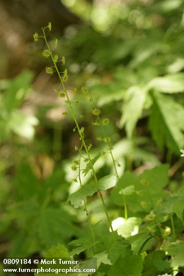 Mitella caulescens