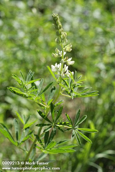 Lupinus albicaulis