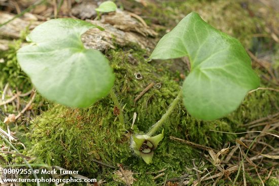 Asarum wagneri