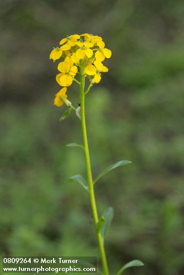Erysimum capitatum var. capitatum