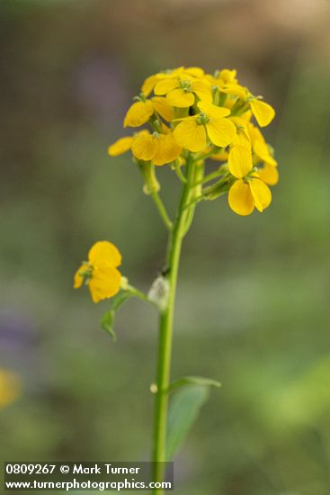 Erysimum capitatum var. capitatum
