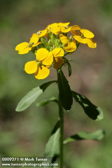 Erysimum capitatum var. capitatum