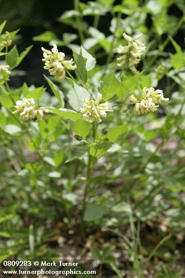 Rupertia physodes (Psoralea physodes)