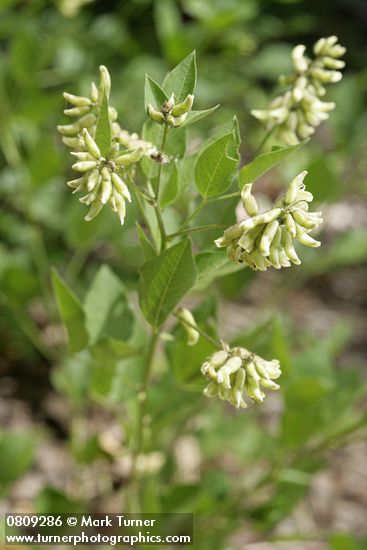 Rupertia physodes (Psoralea physodes)