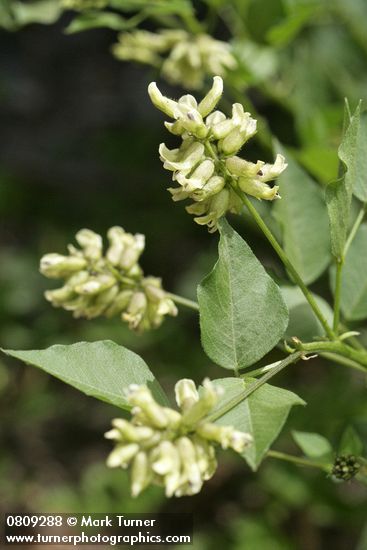 Rupertia physodes (Psoralea physodes)