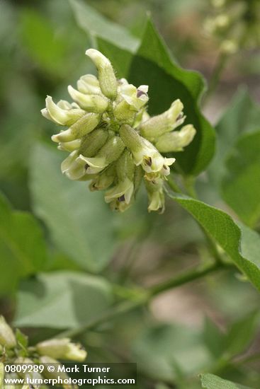 Rupertia physodes (Psoralea physodes)