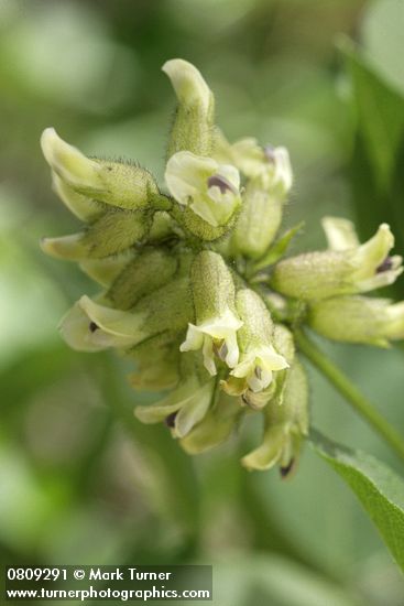 Rupertia physodes (Psoralea physodes)