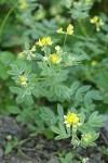 Streambank Bird's-foot Trefoil