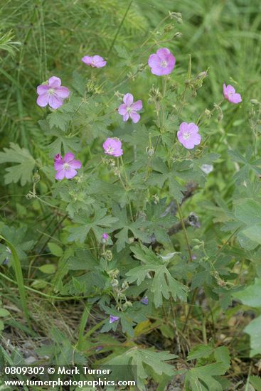 Geranium oreganum