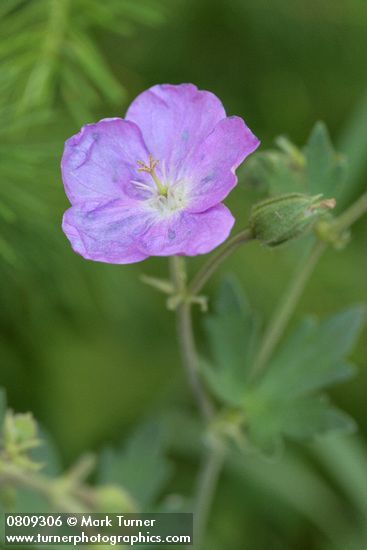 Geranium oreganum