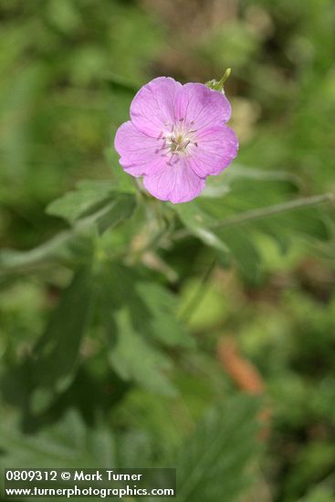 Geranium oreganum