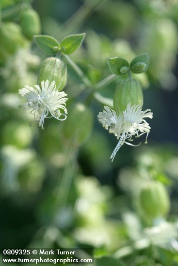Silene campanulata