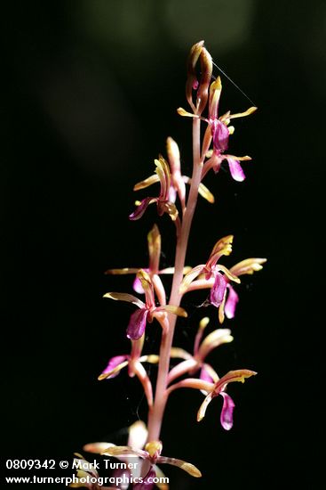 Corallorhiza mertensiana