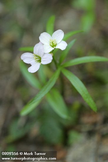 Cardamine californica